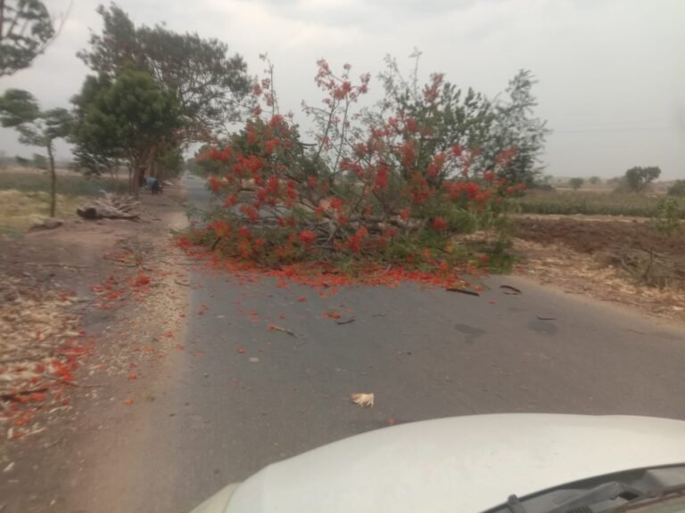 ఈదురు గాలులకు రహదారిపై కూలిన భారీ వృక్షం